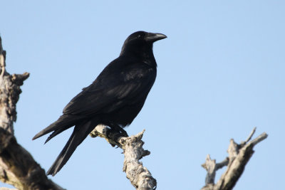 06740 - Fish Crow - Corvus ossifragus