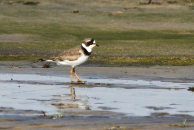 01498 - Semipalmated Plover - Charadrius semipalmatus