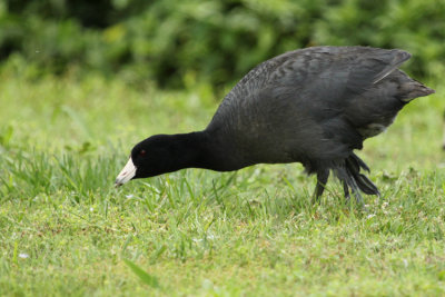 American Coot