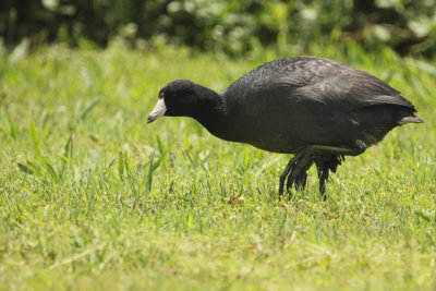 American Coot