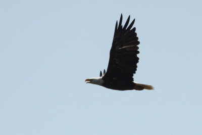 Bald Eagle