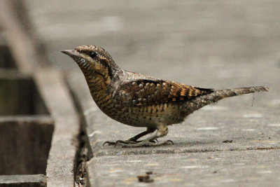 Eurasian Wryneck