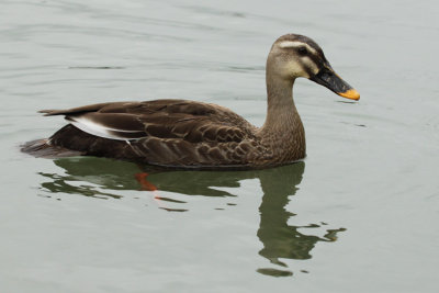 Eastern Spot-billed Duck