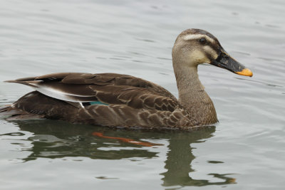 00158 - Eastern Spot-billed Duck - Anas zonorhyncha