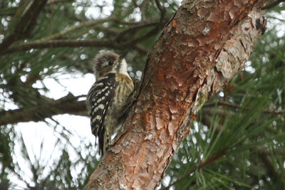 03733 - Japanese Pygmy Woodpecker - Dendrocopos kizuki
