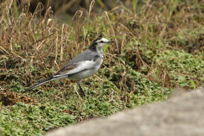 White Wagtail