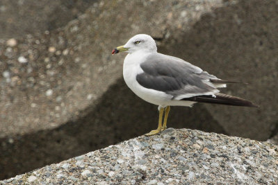 01705 - Black-tailed Gull - Larus crassirostris