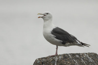 Slaty-backed Gull