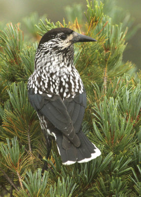 Spotted Nutcracker