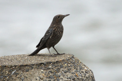 Blue Rock Thrush