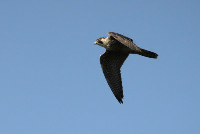 03933 - Peregrine Falcon - Falco peregrinus