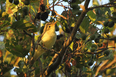 07512 - Icterine Warbler - Hippolais icterina