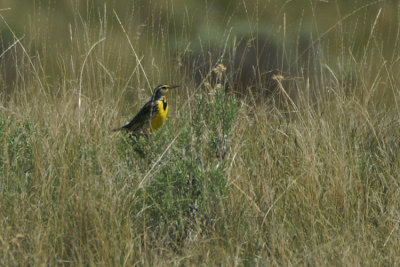 Western Meadowlark