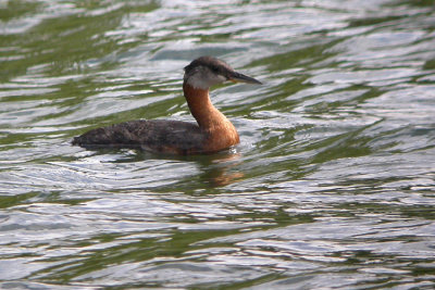 00715 - Red-necked Grebe - Podiceps grisegena