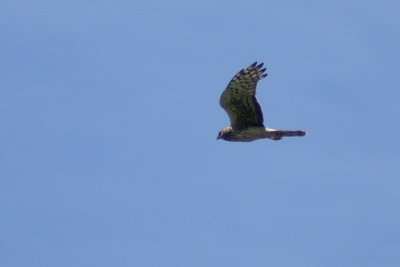 01115 - Northern Harrier - Circus hudsonius