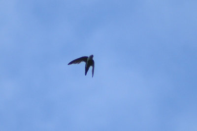 02771 - White-throated Swift - Aeronautes saxatalis