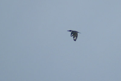 03306 - Belted Kingfisher - Megaceryle alcyon