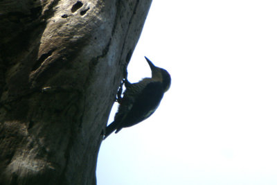 03678 - Golden-naped Woodpecker - Melanerpes chrysauchen