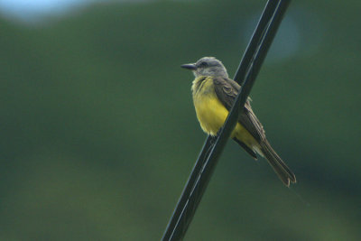 05445 - Tropical Kingbird - Tyrannus melancholicus
