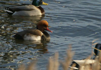 00192 - Red-crested Pochard