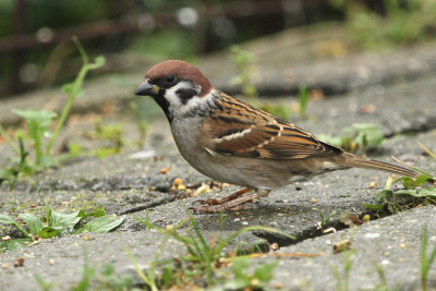 Eurasian Tree Sparrow