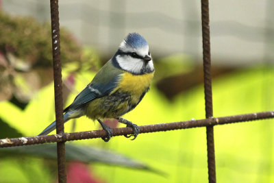 Eurasian Blue Tit