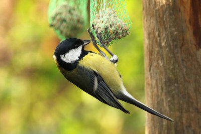 Great Tit