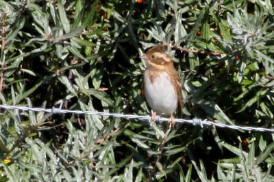 10088 - Rustic Bunting - Emberiza rustica