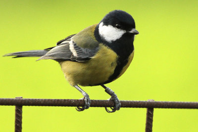 Great Tit