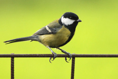 Great Tit