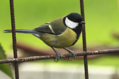 Great Tit