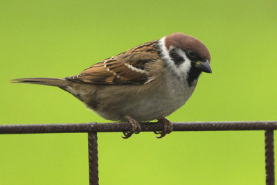 Eurasian Tree Sparrow