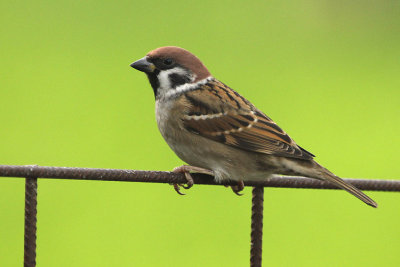 Eurasian Tree Sparrow