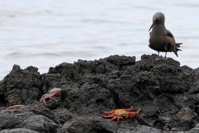 Brown Noddy