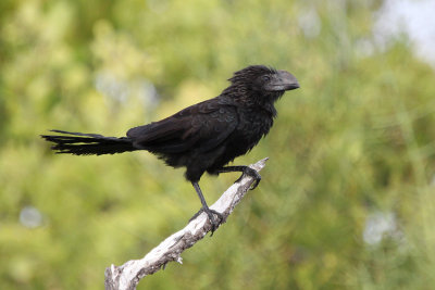 Smooth-billed Ani