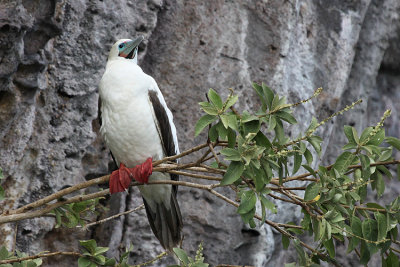 Red-footed Booby (white morph)