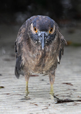 Yellow-crowned Night-Heron