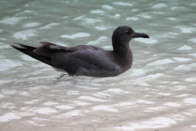 Lava Gull