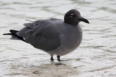 Lava Gull