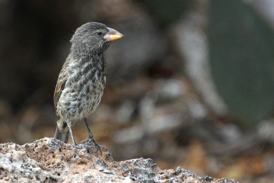 Large Cactus Ground Finch