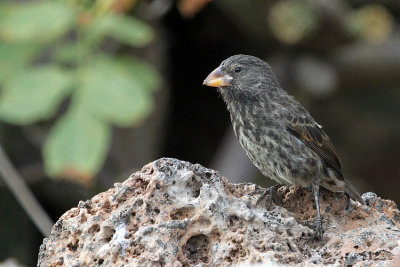 Large Cactus Ground Finch