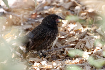 groundfinch