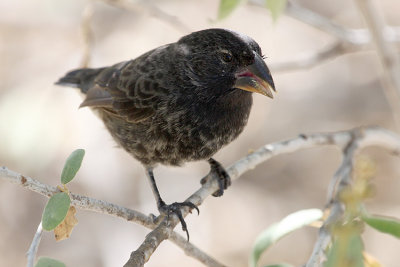groundfinch