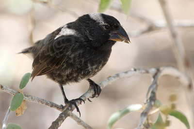 groundfinch