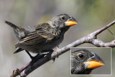Darwin's Finches identification