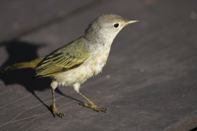 Yellow Warbler