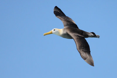 Waved Albatross