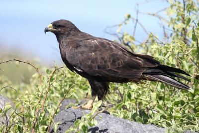 Galapagos Hawk