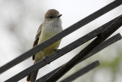 Galapagos Flycatcher