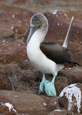 Blue-footed Booby